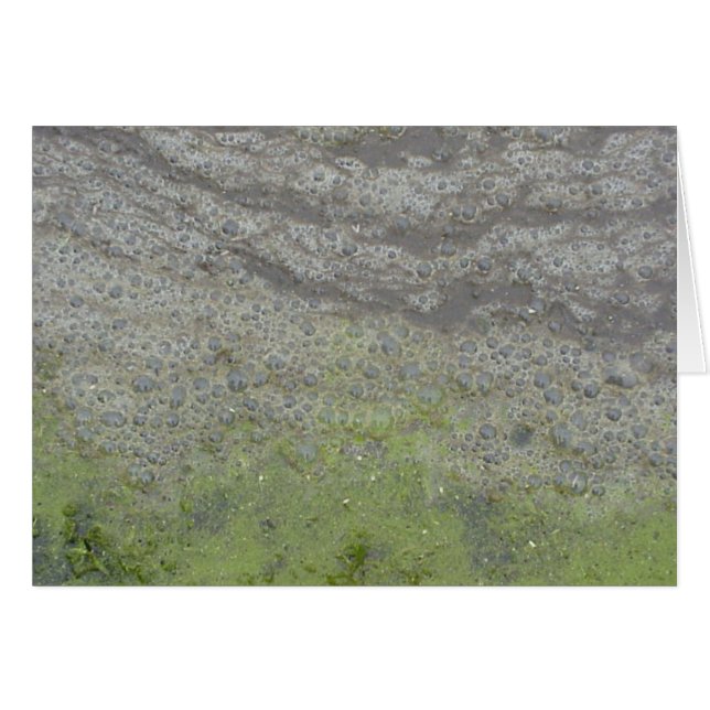 Tarjeta Bubblescum (Anverso (Horizontal))