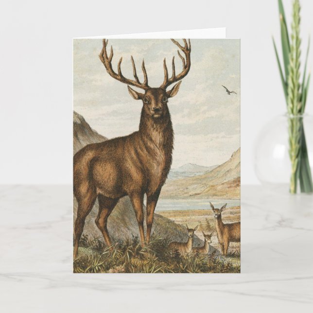 Tarjeta Buck and Deer (Anverso)