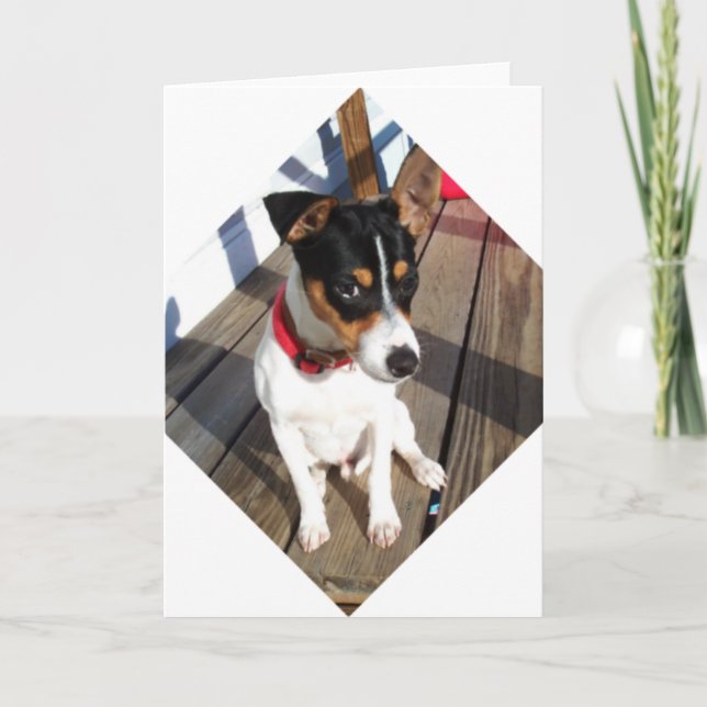 Tarjeta Buddy - Rat Terrier (Anverso)