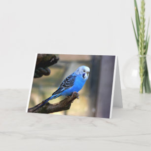 Tarjeta Budgie azul