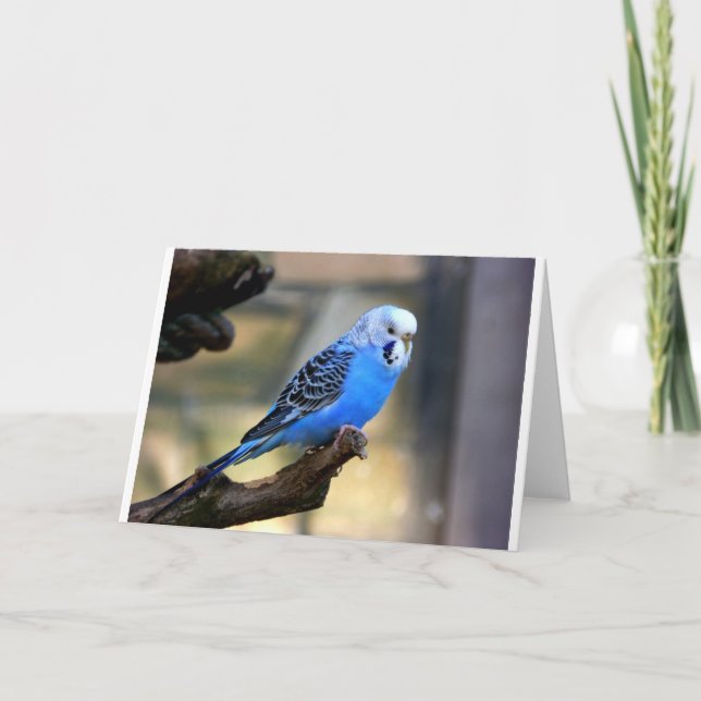 Tarjeta Budgie azul (Anverso)