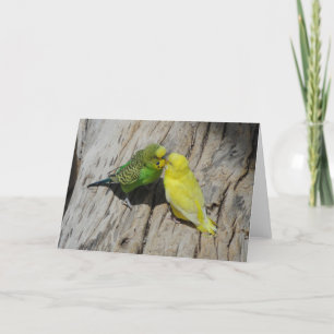 Tarjeta Budgies de amor