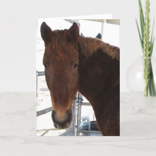 Tarjeta Buen aniversario del sentido de caballo de TWH