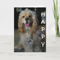 "BUEN CUMPLEAÑOS DE PERRO", dice COCKER SPANIEL