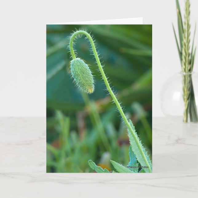 Tarjeta Buena Suerte En Nuevos Comienzos Fotografía De Ado (Anverso)