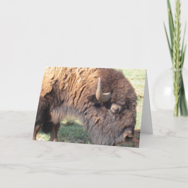 Tarjeta Búfalo (Anverso)