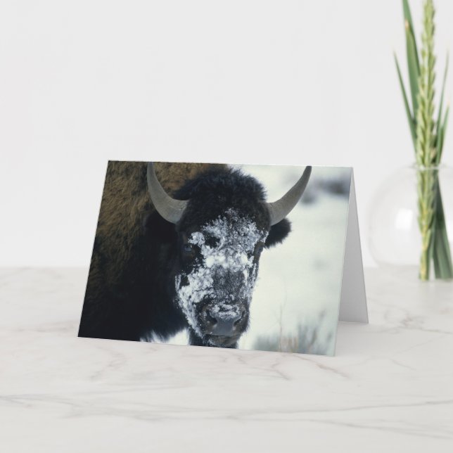 Tarjeta Búfalo cubierto de nieve (Anverso)