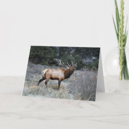 Tarjeta Bugling Elk