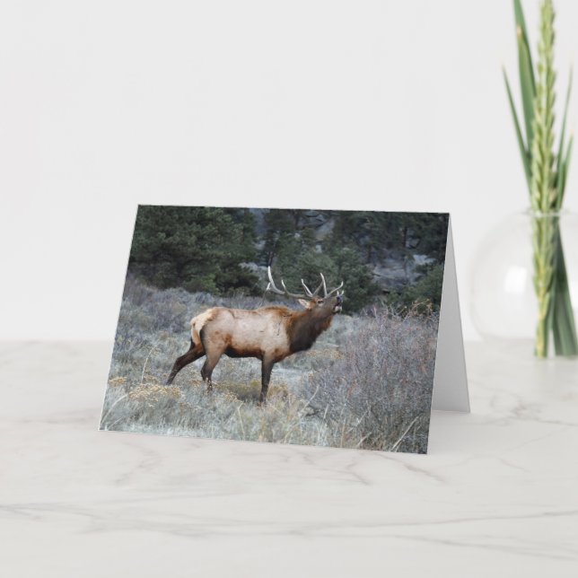 Tarjeta Bugling Elk (Anverso)