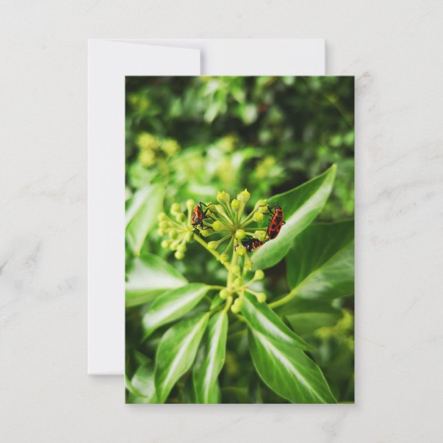 Tarjeta bugs en verde (Anverso)