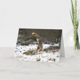 Tarjeta Búho de Eagle en vuelo