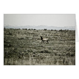 Tarjeta Bull Elk P2800