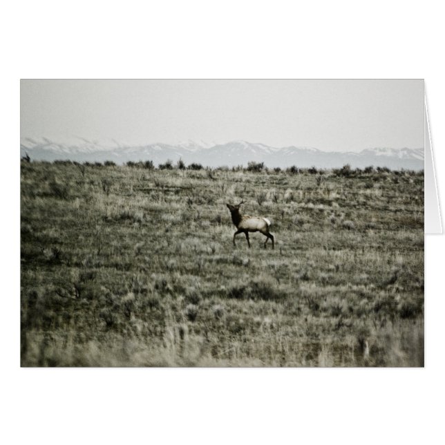 Tarjeta Bull Elk P2800 (Anverso (Horizontal))