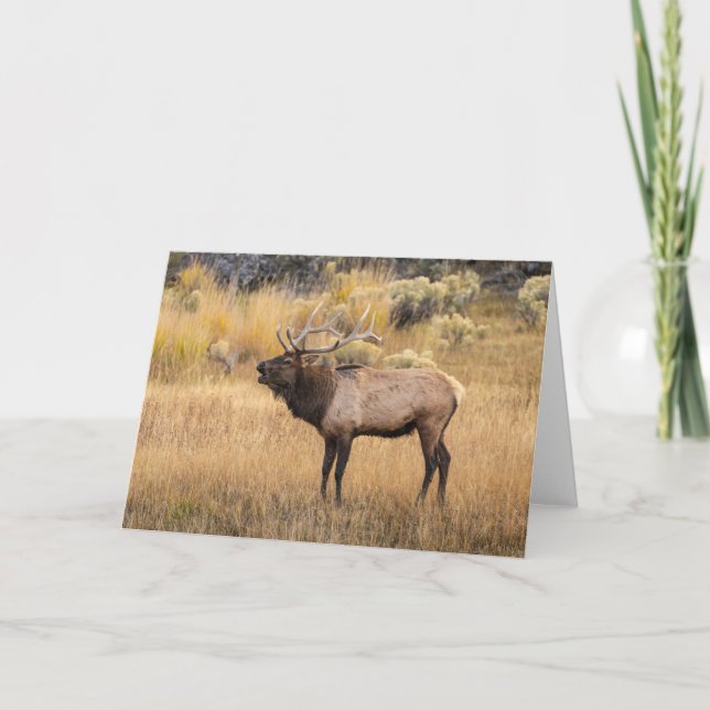 Tarjeta Bull Elk | Parque nacional Yellowstone (Anverso)