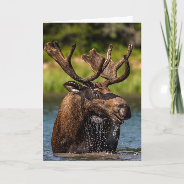 Tarjeta Bull Moose | Parque nacional Glaciar Montana (Anverso)