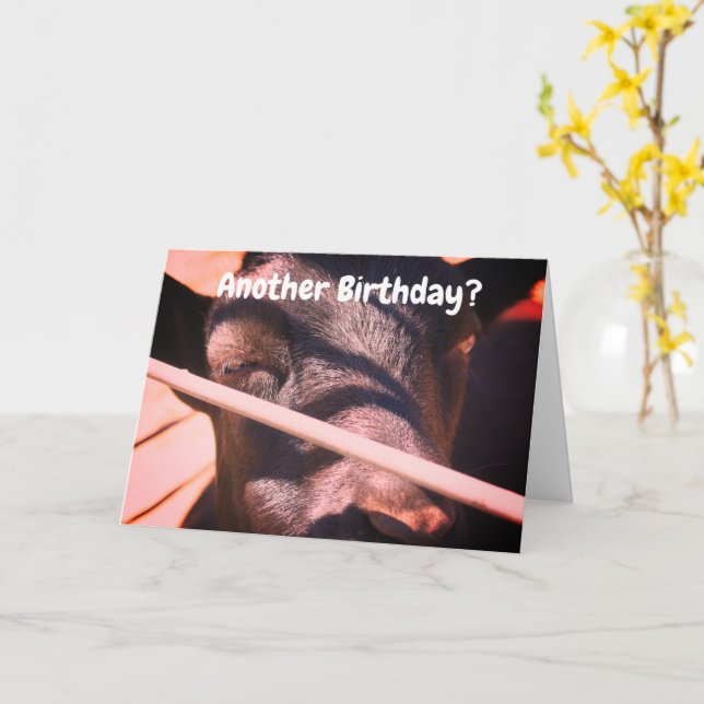 Tarjeta Bull somnoliento cumpleaños animal cómico (flor amarilla)