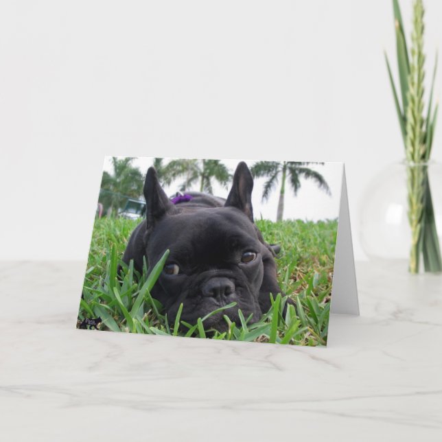 Tarjeta Bulldog francés en la hierba (Anverso)