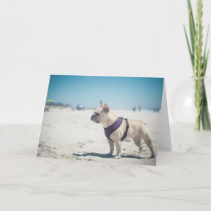 Tarjeta Bulldog francés en la playa