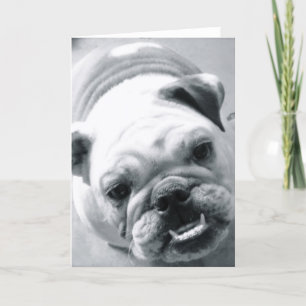 Tarjeta Bulldog inglés