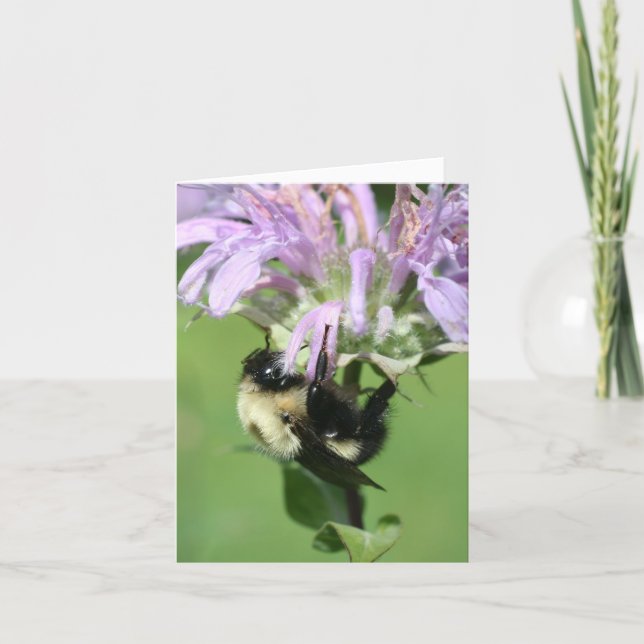 Tarjeta Bumble Bee On Bee Balm Flower Photography Note (Anverso)