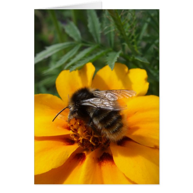 Tarjeta Bumblebee (Frente)