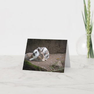 Tarjeta Bunny
