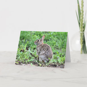 Tarjeta Bunny