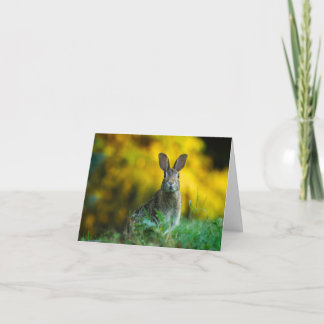 Tarjeta Bunny