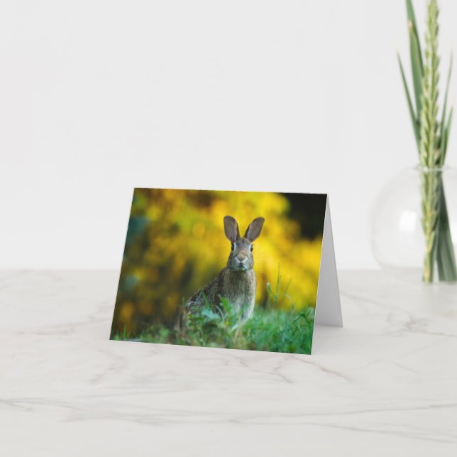 Tarjeta Bunny (Anverso)
