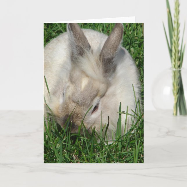 Tarjeta Bunny Lionhead (Anverso)