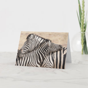 Tarjeta Burchell's Zebras Necking
