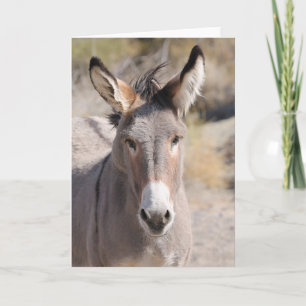 Tarjeta Burros Salvajes de California