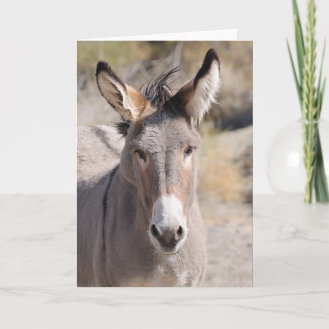 Tarjeta Burros Salvajes de California (Anverso)
