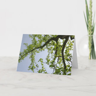Tarjeta Buscando el árbol popular de primavera