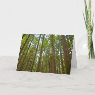 Tarjeta Buscando el viejo bosque de crecimiento