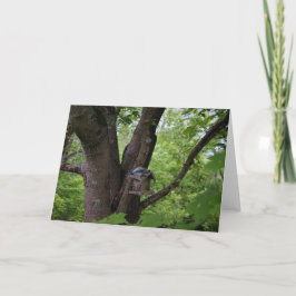 Tarjeta Buscando una cometa para comer