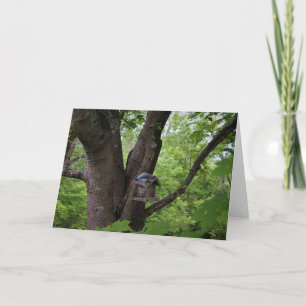 Tarjeta Buscando una cometa para comer