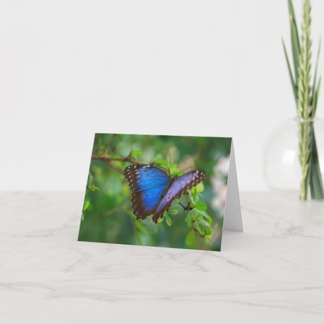 Tarjeta buterfly fotografía (Anverso)