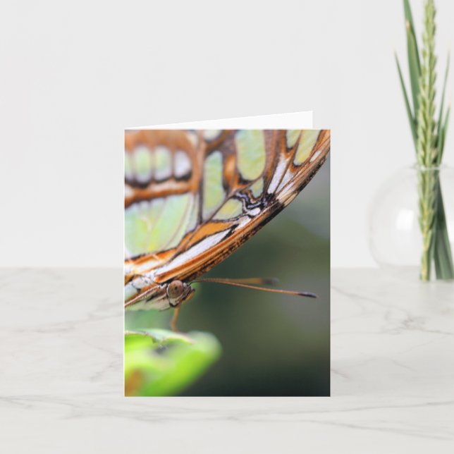 Tarjeta Butterfly Face Nature Photography Note (Anverso)