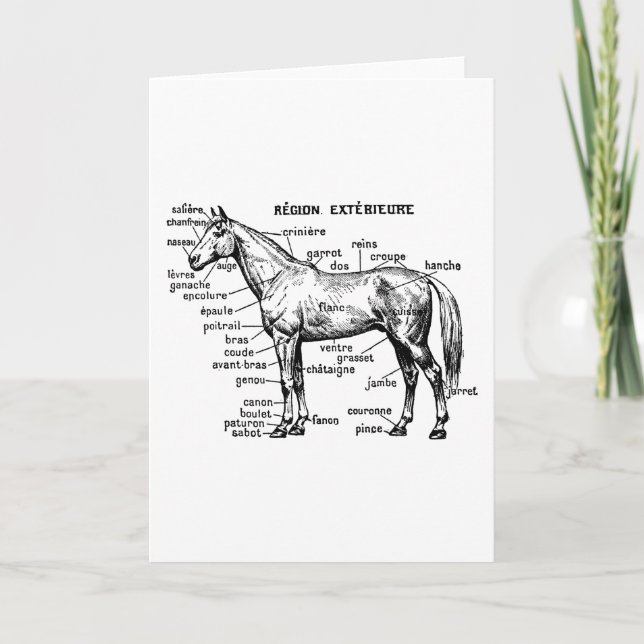 Tarjeta Caballo (Anverso)