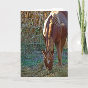 Tarjeta Caballo al atardecer, cumpleaños