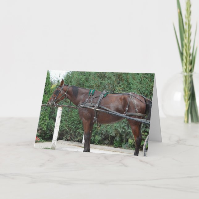 Tarjeta Caballo Amish (Anverso)