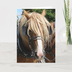 Tarjeta Caballo belga