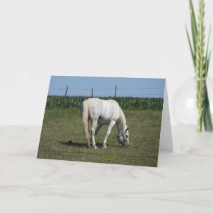 Tarjeta Caballo Blanco Bonito de Pie en Campo en Blanco