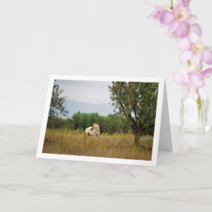 Tarjeta Caballo blanco en campo