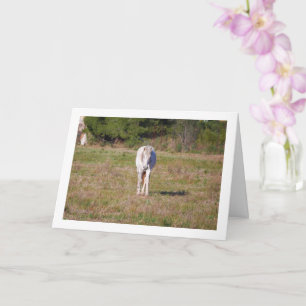 Tarjeta Caballo blanco en campo