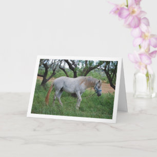 Tarjeta Caballo blanco en campo de hierba