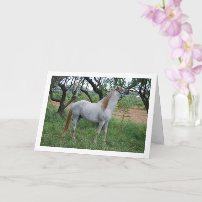 Tarjeta Caballo blanco en campo de hierba (Orquídea)