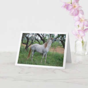 Tarjeta Caballo blanco en campo de hierba