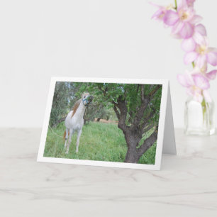 Tarjeta Caballo blanco en campo de hierba